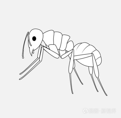 蚂蚁素描矢量插画-正版商用图片1q1dvm-摄图新视界