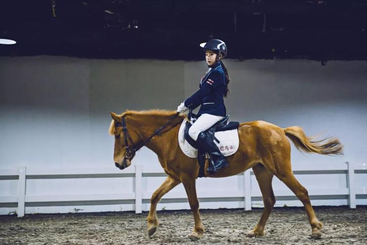 接触 皇家正统贵族马匹 皇家正统贵族马匹亲临现场 骑士小贵族养成记