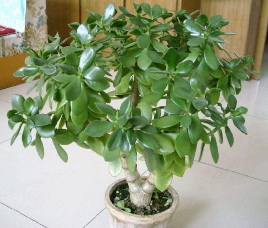 可装饰家居,净化空气还可以入药