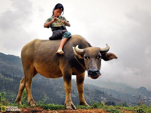 越南的放牛女童
