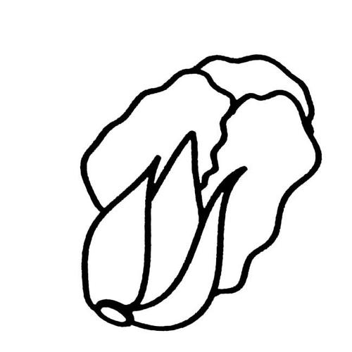 画栏目里的 大白菜蔬菜简笔画步骤图片大全四,儿童简笔画,幼儿简笔画