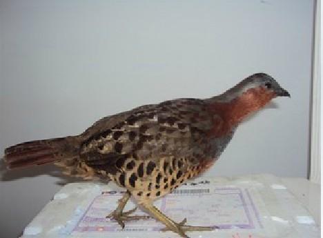 竹鸡标本 假媒标本 滑头竹鸡克星 无线遥控 电媒