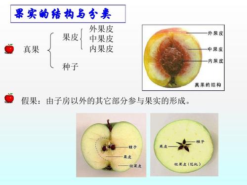 文档网 所有分类 果实的结构