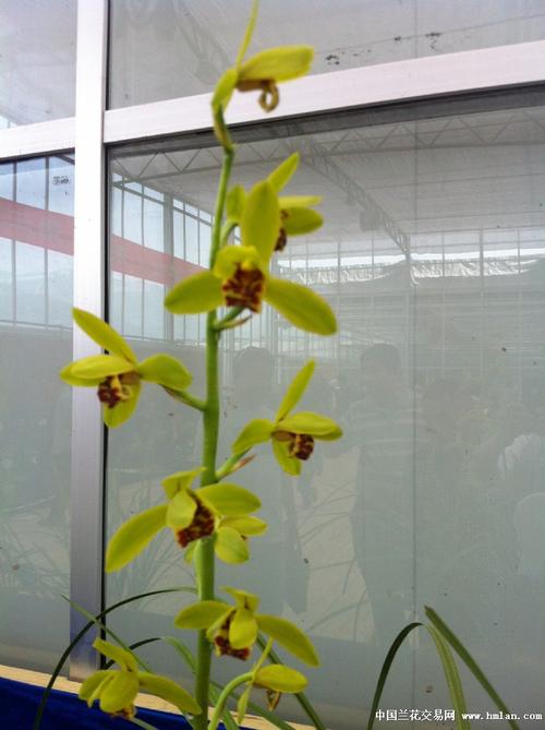 贵州毕节蕙兰展随拍-蕙兰篇-中国兰花交易网社区