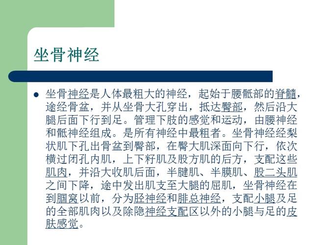 坐骨神经解剖ppt