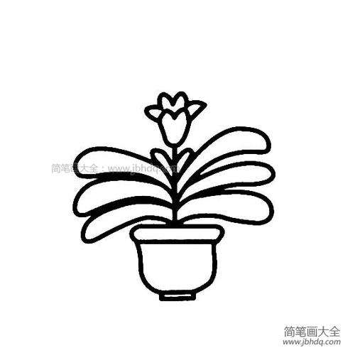 花盆里的花朵简笔画