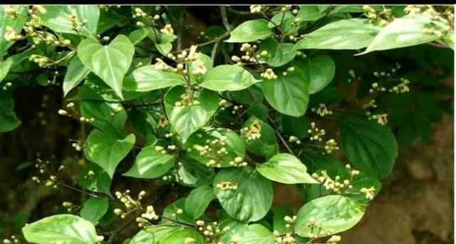 用臭黄荆做凉粉,做法超简单,你会吗?