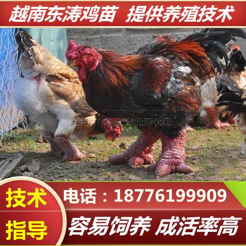 纯种越南东涛鸡苗巨型大脚正宗粗腿宠物鸡脱动物种苗