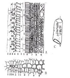 芹菜叶柄 纵切面 求图