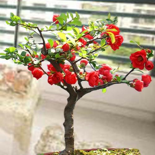 盆栽海棠花的养殖方法和注意事项有哪些?