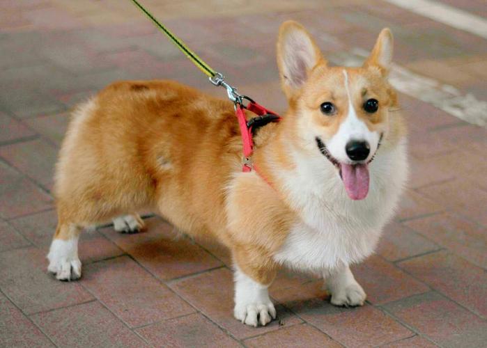威尔士柯基犬