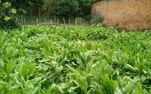 大叶菊苣亩产量有多少具有哪些特性什么地方种植比较好