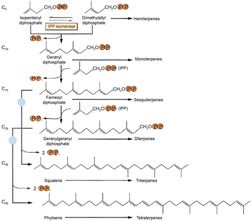 plant senescence: the role of volatile terpene compounds (vtcs)