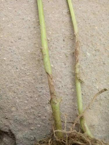 辣椒病害图谱及解决方案!