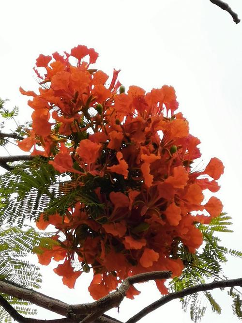 热情似火凤凰花