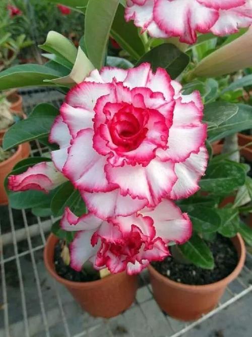 花朵想月季一般的沙漠玫瑰,特别容易开花