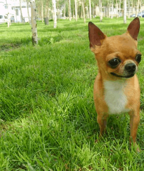 名犬排行榜(前十)