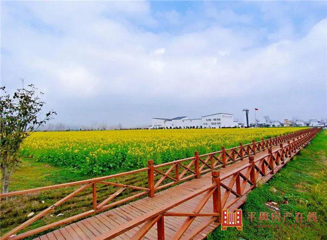 蓝天芝麻小镇美丽花海, 闻着空气中弥漫着的浓浓花香, 不负春天好