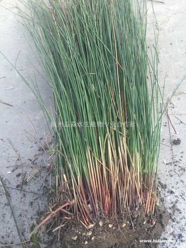 自产自销灯心草