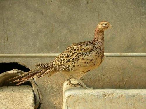 山鸡苗怎样辨别公母