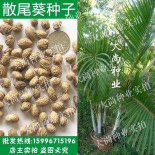 椰子 散装散尾葵种子批发 凤尾竹 黄椰子种子 紫葵 盆栽种子 林木种子