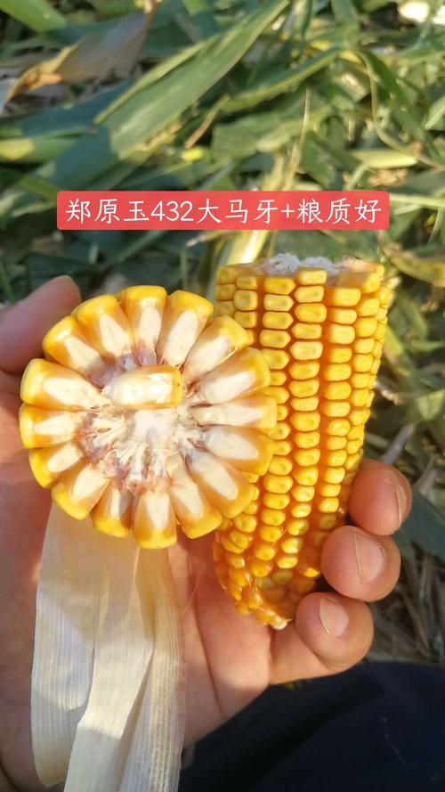 郑原玉432 高产王 威震豫东!