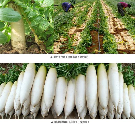韩白玉白萝卜