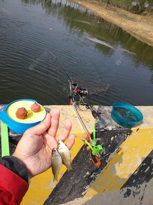 大寺河桥筏钓小鲫,快乐又惬意