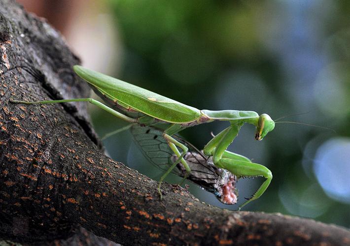 螳螂正在捕蝉是否完整_螳螂捕蝉这个故事用来比喻_螳螂捕蝉这个故事