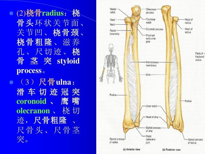 (3)尺骨ulna: 滑车切迹冠突 coronoid , 鹰 嘴 olecranon , 桡 切