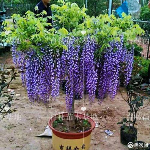 紫藤苗紫水晶蓝月亮丰花紫藤现挖现卖包成*