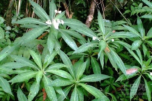 胖儿草图片赏析 胖儿草的植物形态和药用价值介绍