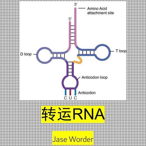 转运rna