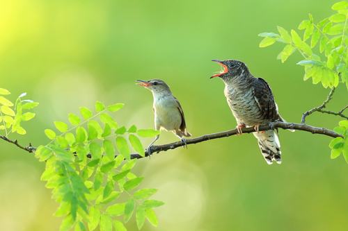 杜鹃鸟的"童年"