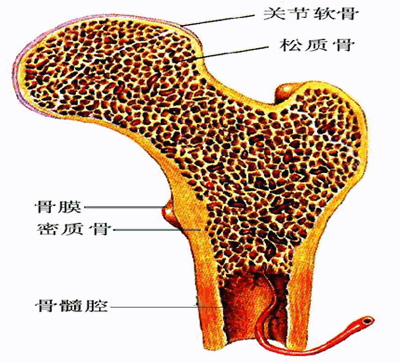 扁骨也有骨密质和骨松质.骨密质分