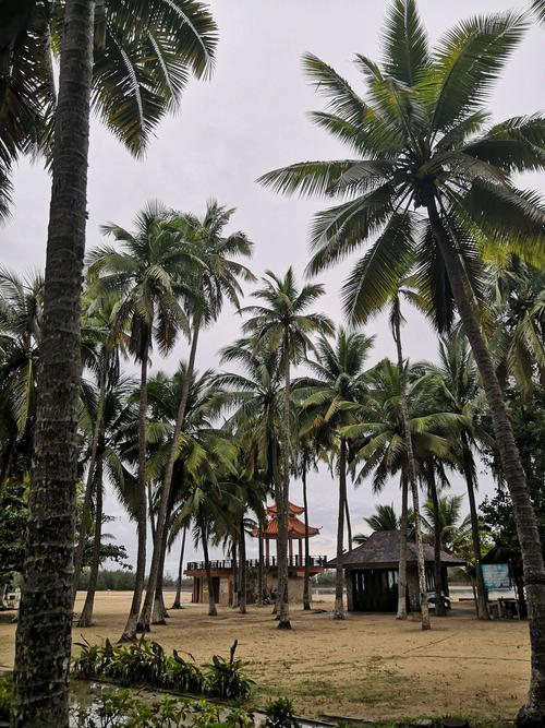 其它 文昌东郊椰林景区 写美篇东郊椰林风景区环境还算比较优美的