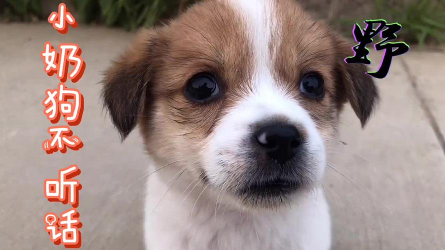 收养的小奶狗不听话一溜烟儿地跑了挨训时的样子好萌