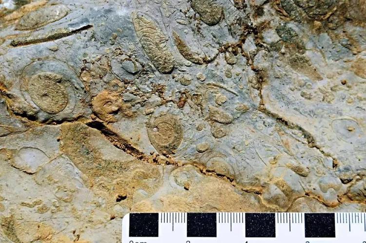 专家确认乐业-凤山世界地质公园一处重要古生物化石遗迹