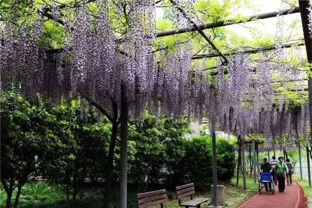 目前,嘉定环城河紫云廊500多米的紫藤花架上已是"紫白云流动",白色