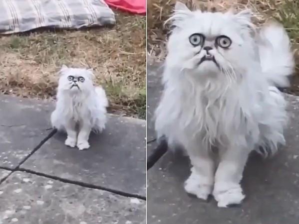 猫咪因长得丑被人遗弃满口龅牙加死鱼眼经常把小孩吓哭