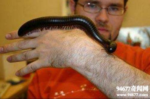 史上最大的节肢动物,巨型马陆长达3米(没有天敌)