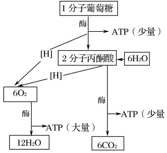 区别于无氧呼吸,有氧呼吸特有的分解产物是(    ) a.丙酮酸 b.atp c.