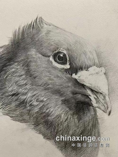 我和我的爱鸽 一刻也不能分割