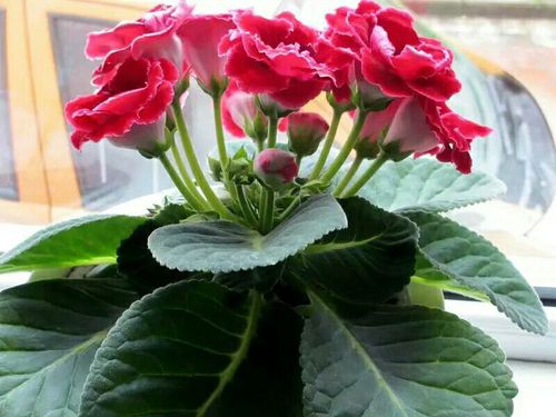 大岩桐花语:华美,欲望.