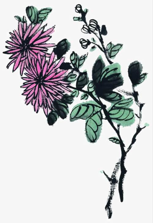 手绘雏菊
