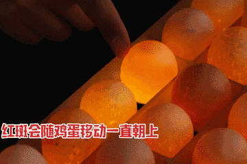 受精的鸡蛋,透光能看到一个红斑点,而且这个斑点会随着鸡蛋的移动