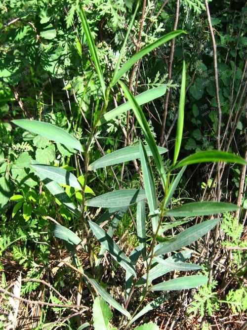 中国药典柴胡_柴胡_柴胡的图片_中药柴胡_柴胡是什么