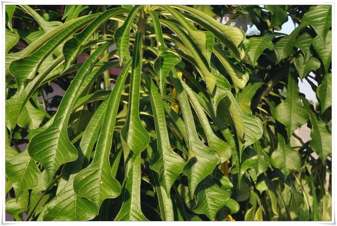 戟叶鸡蛋花也叫戟叶缅栀