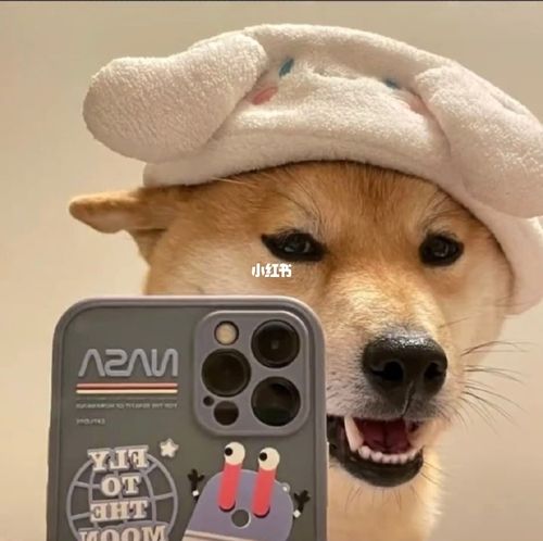 情侣头像‖可爱情头‖萌宠情头‖狗狗情头_情侣头像_宠物_狗狗_素材