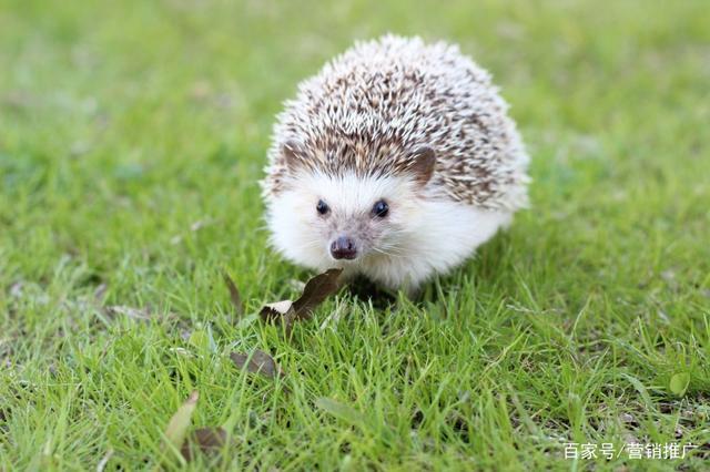 《可爱的小刺猬》行者-协助拍摄